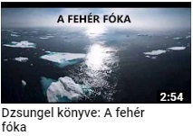 video-foka