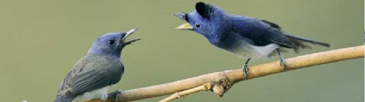 cropped-birds
